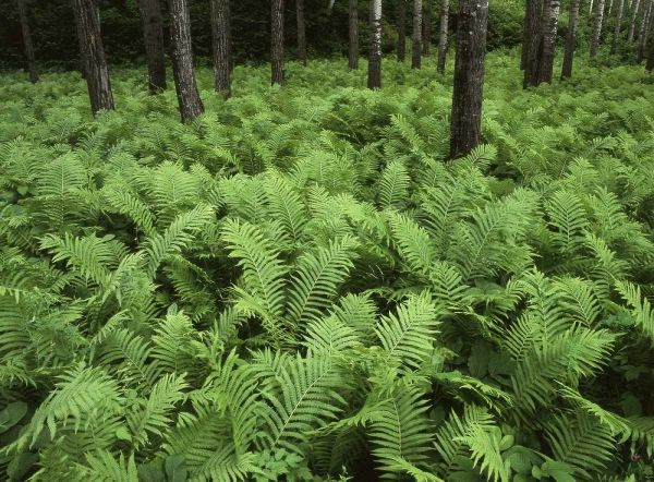 Canada, Birch River, ferns in the forest